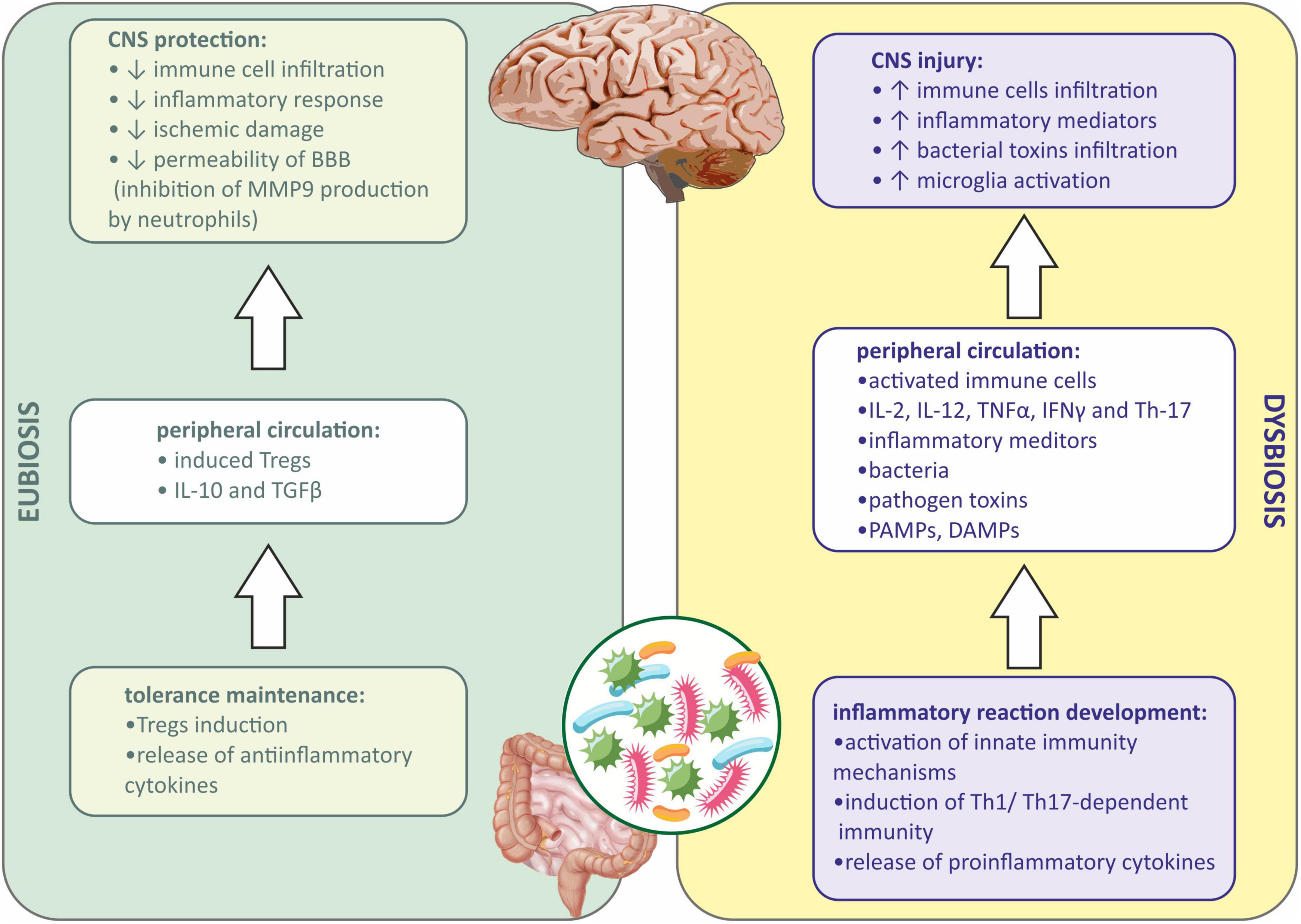 Communication of gut microbiota and brain via immune and neuroendocrine signaling